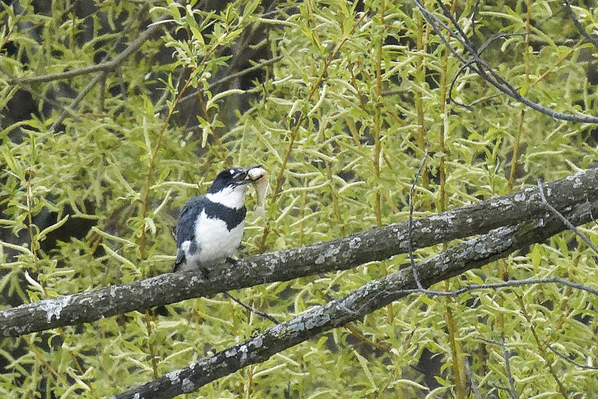 Belted Kingfisher - ML618301054