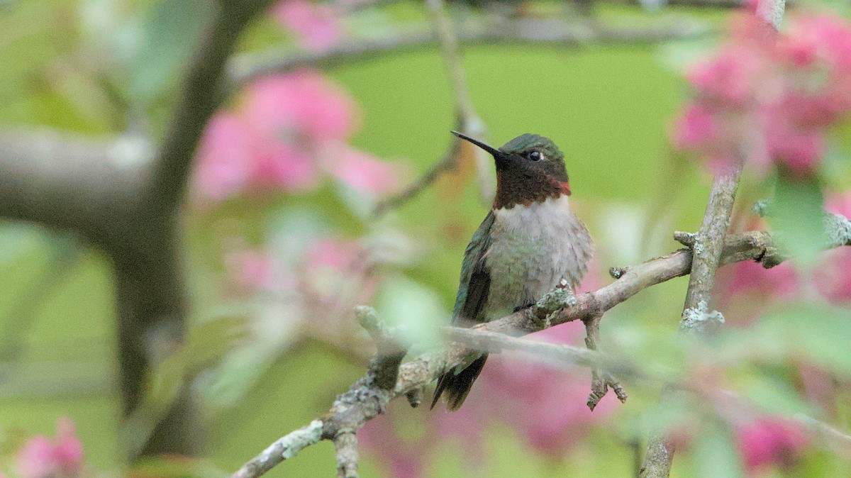 Ruby-throated Hummingbird - ML618301059