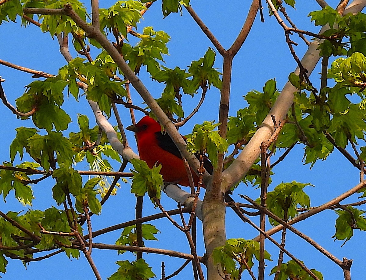 Scarlet Tanager - ML618301061