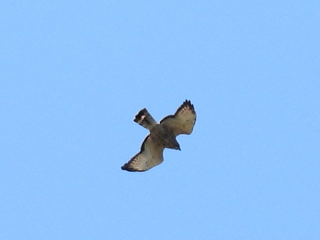 Broad-winged Hawk - ML618301068