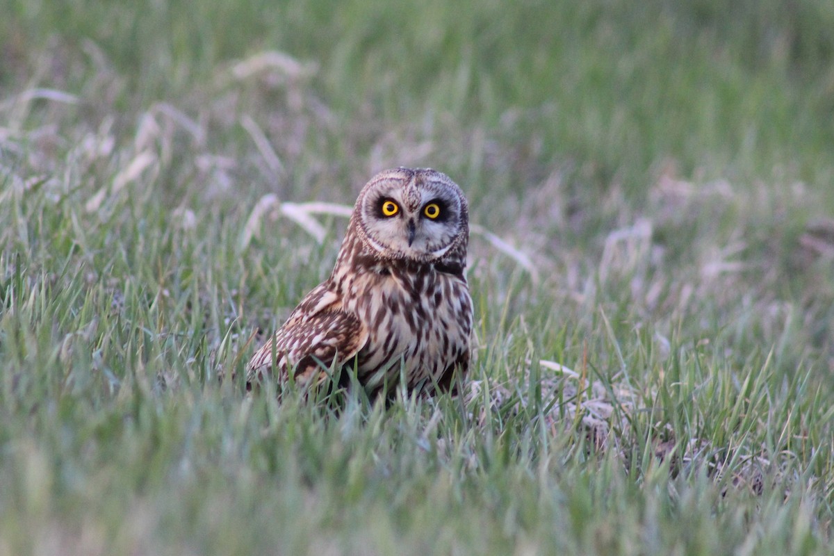 Short-eared Owl - ML618301081