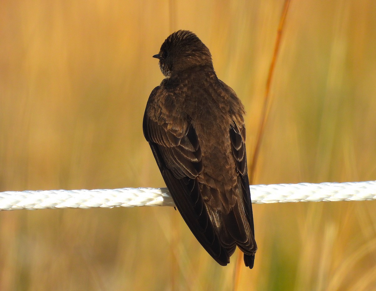 Northern Rough-winged Swallow - ML618301094