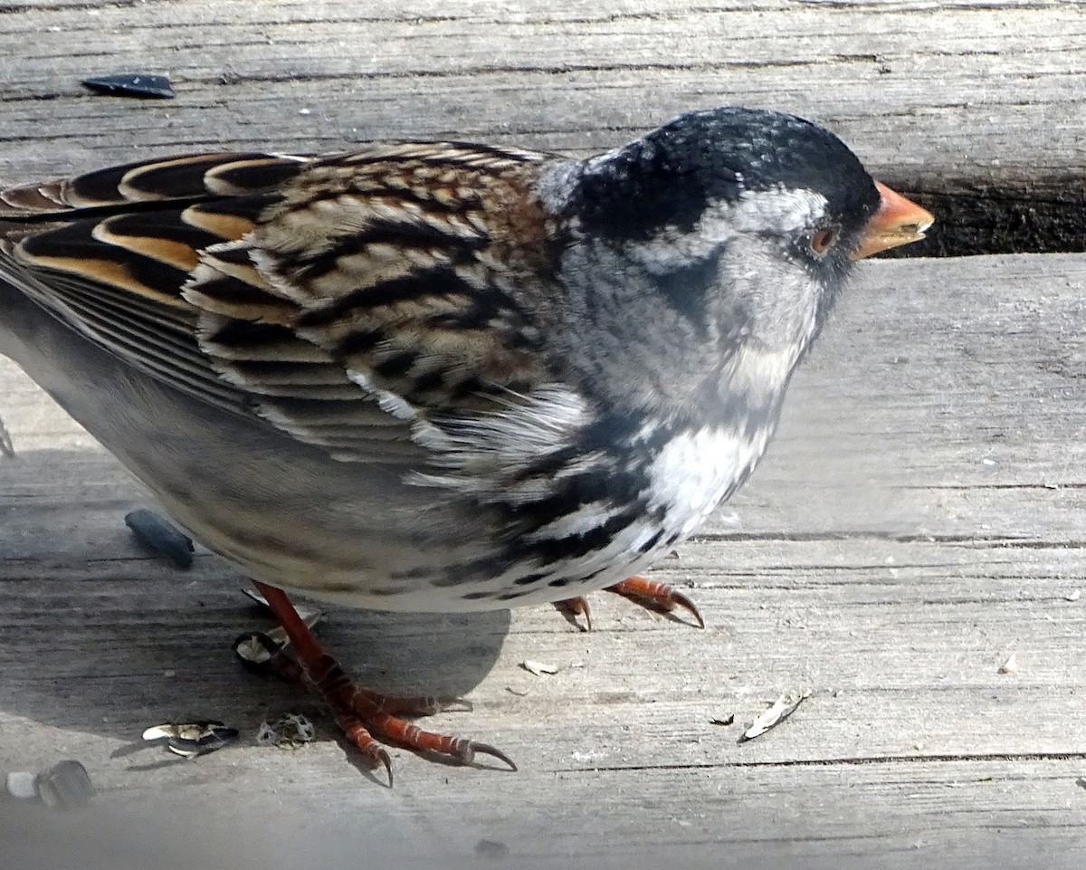 Harris's Sparrow - ML618301107