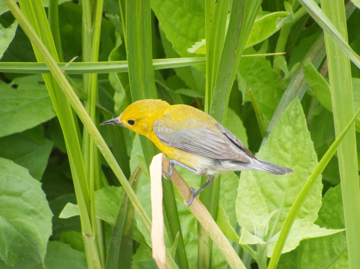 Prothonotary Warbler - ML618301130