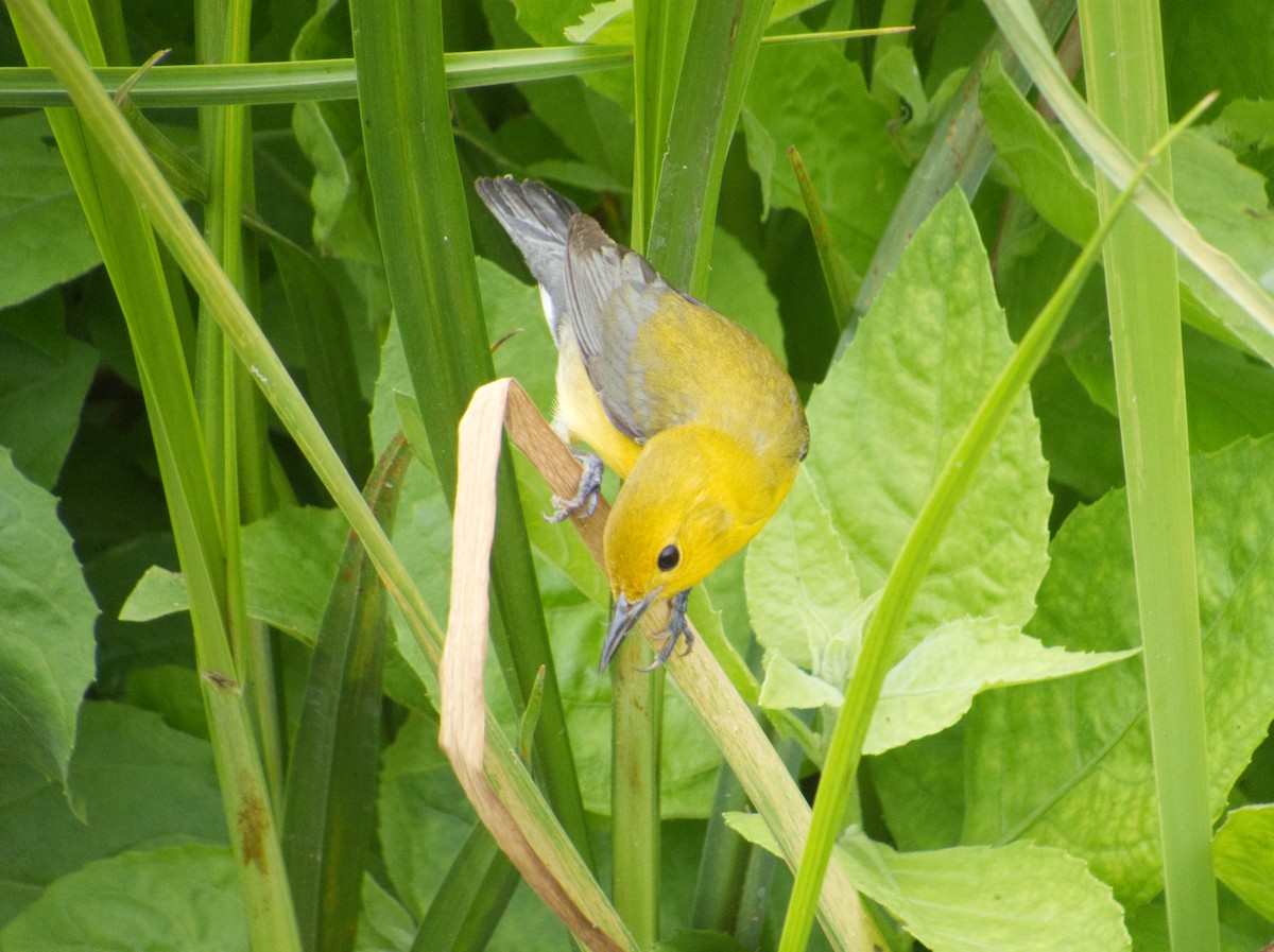 Prothonotary Warbler - ML618301131