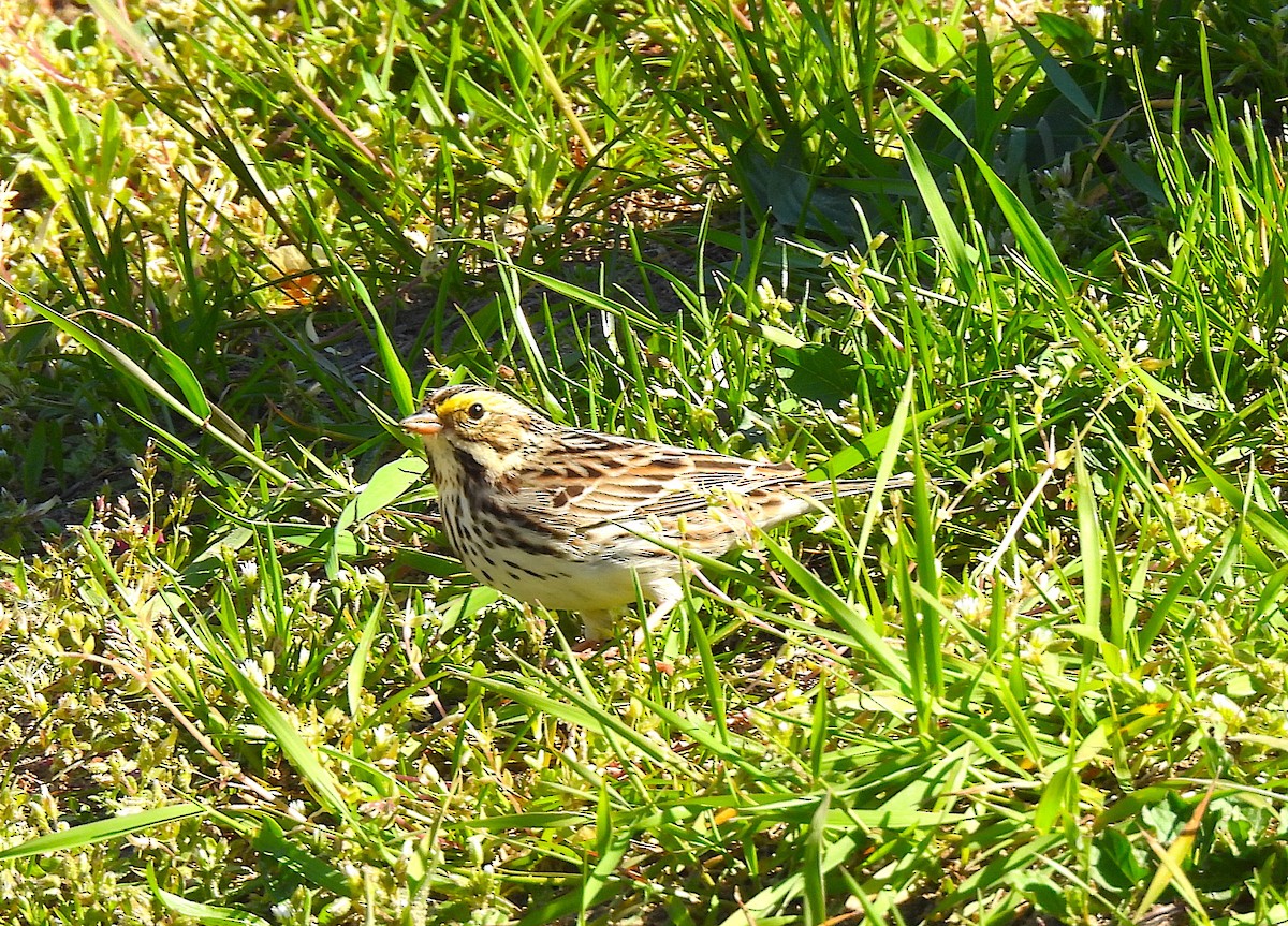 Savannah Sparrow - ML618301132