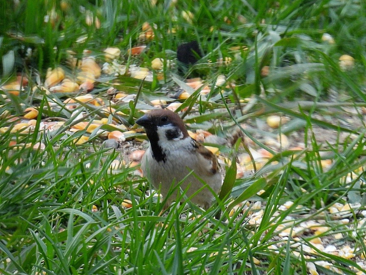 Eurasian Tree Sparrow - ML618301144