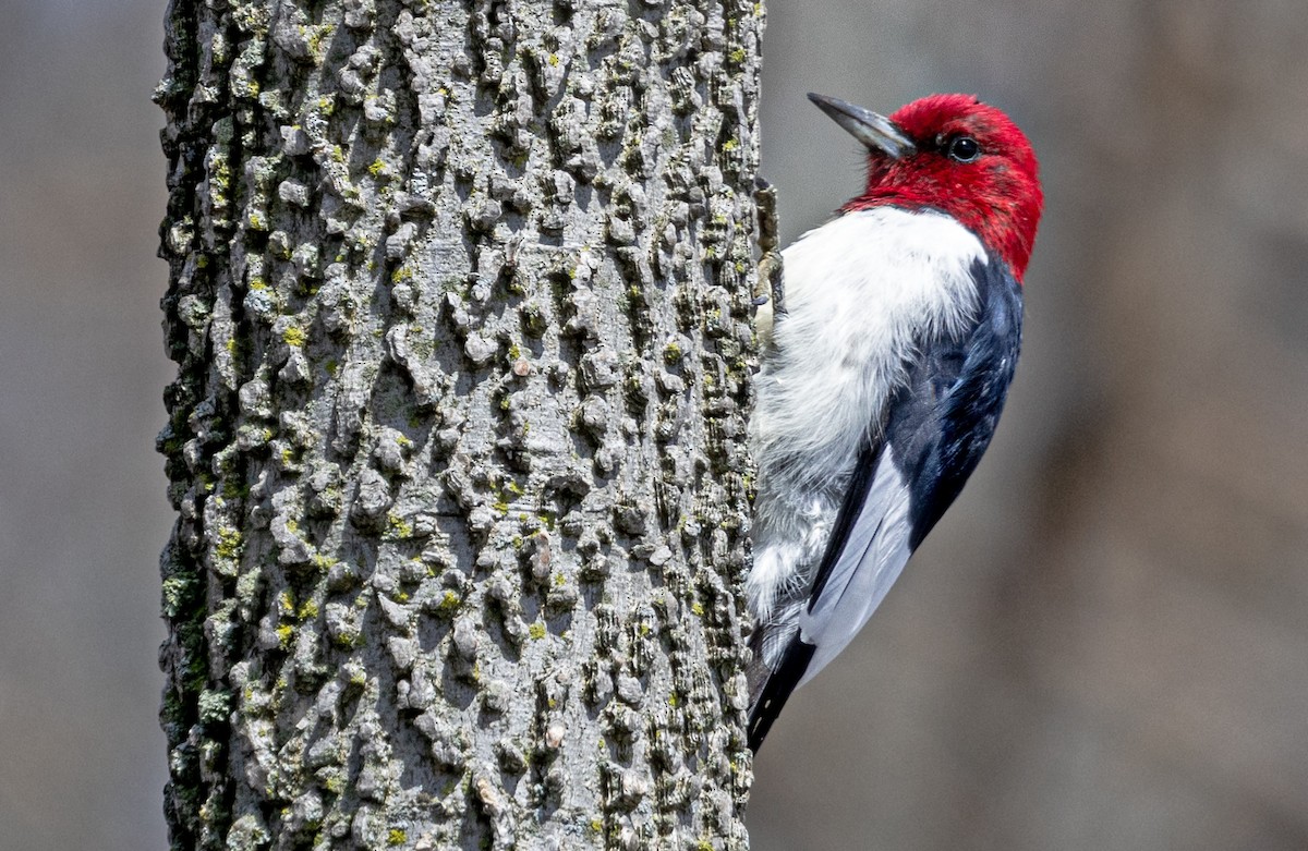 Red-headed Woodpecker - ML618301149