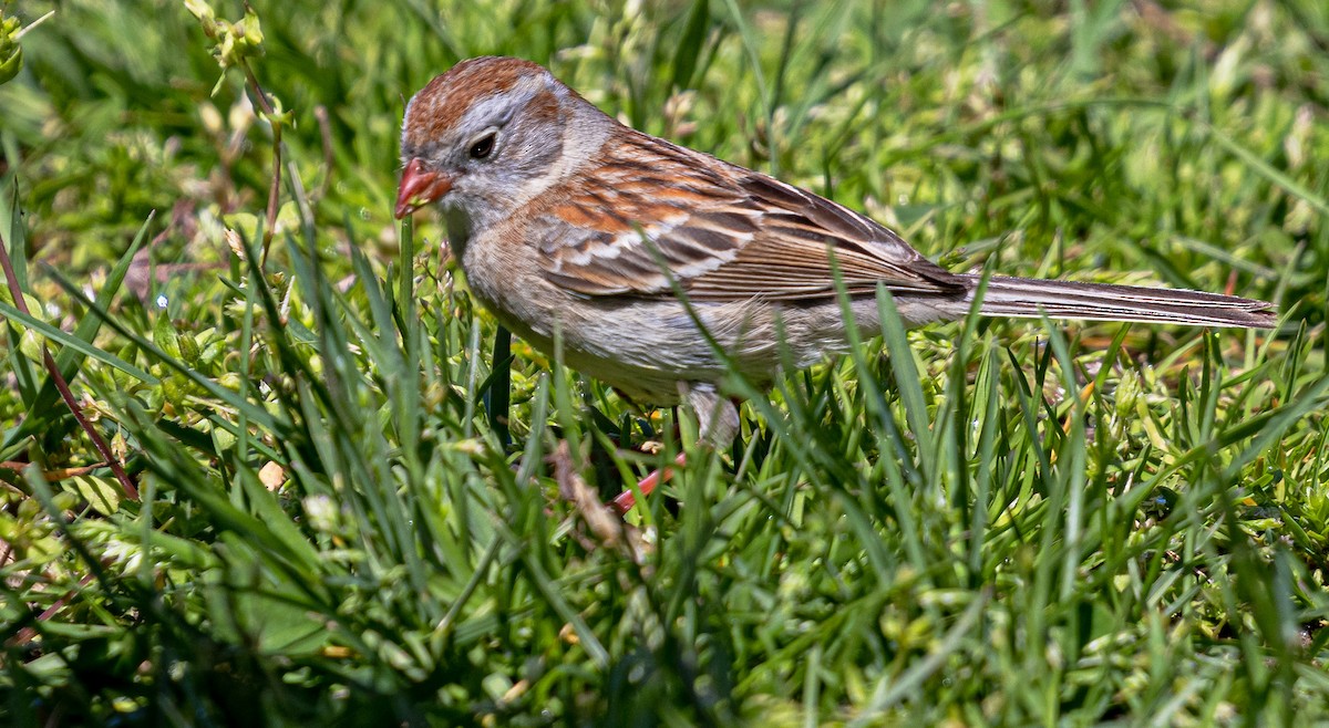 Field Sparrow - Garry  Sadler
