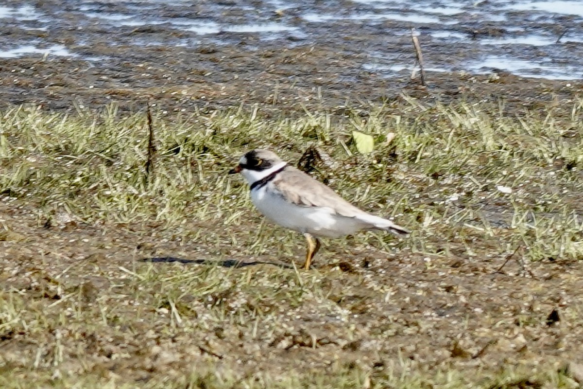 Semipalmated Plover - ML618301196