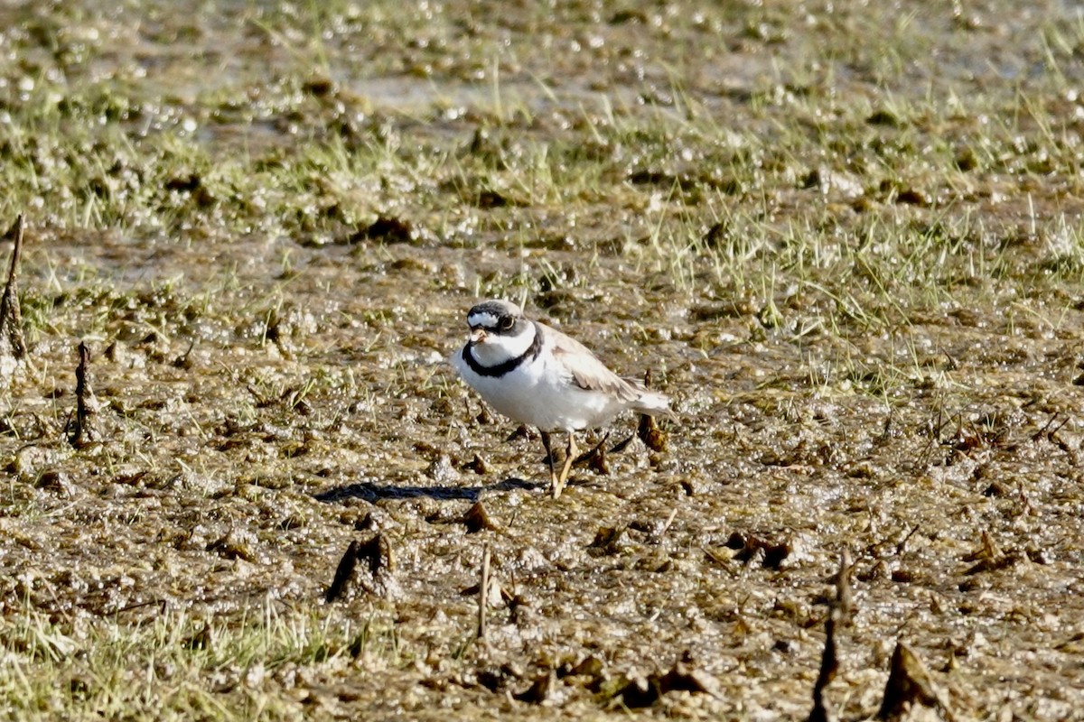 Semipalmated Plover - ML618301197