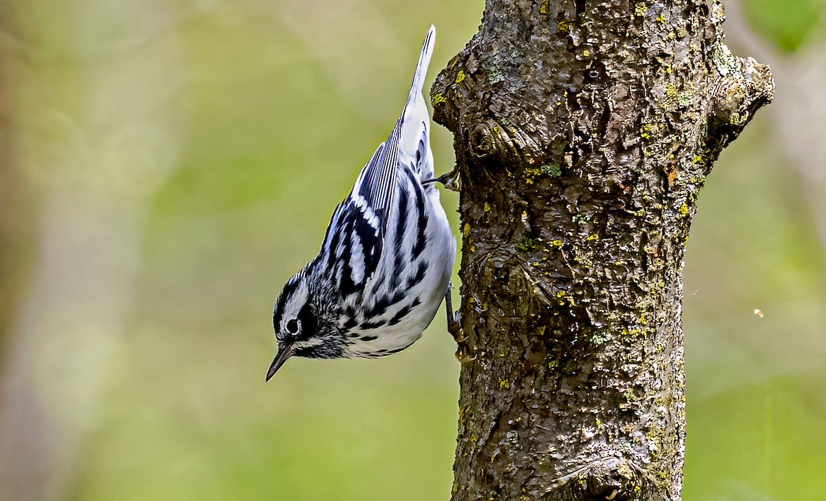 Black-and-white Warbler - ML618301203