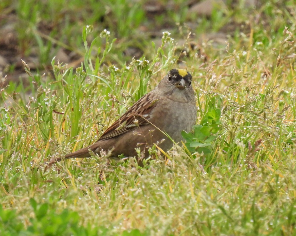 Golden-crowned Sparrow - ML618301250