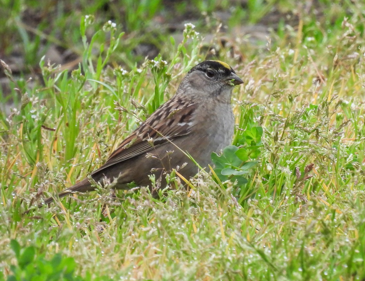 Golden-crowned Sparrow - ML618301251