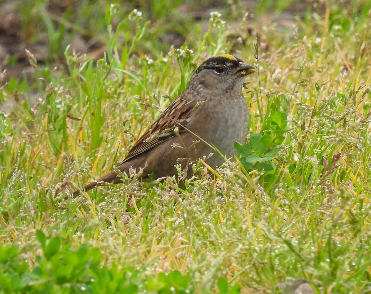 Golden-crowned Sparrow - ML618301252