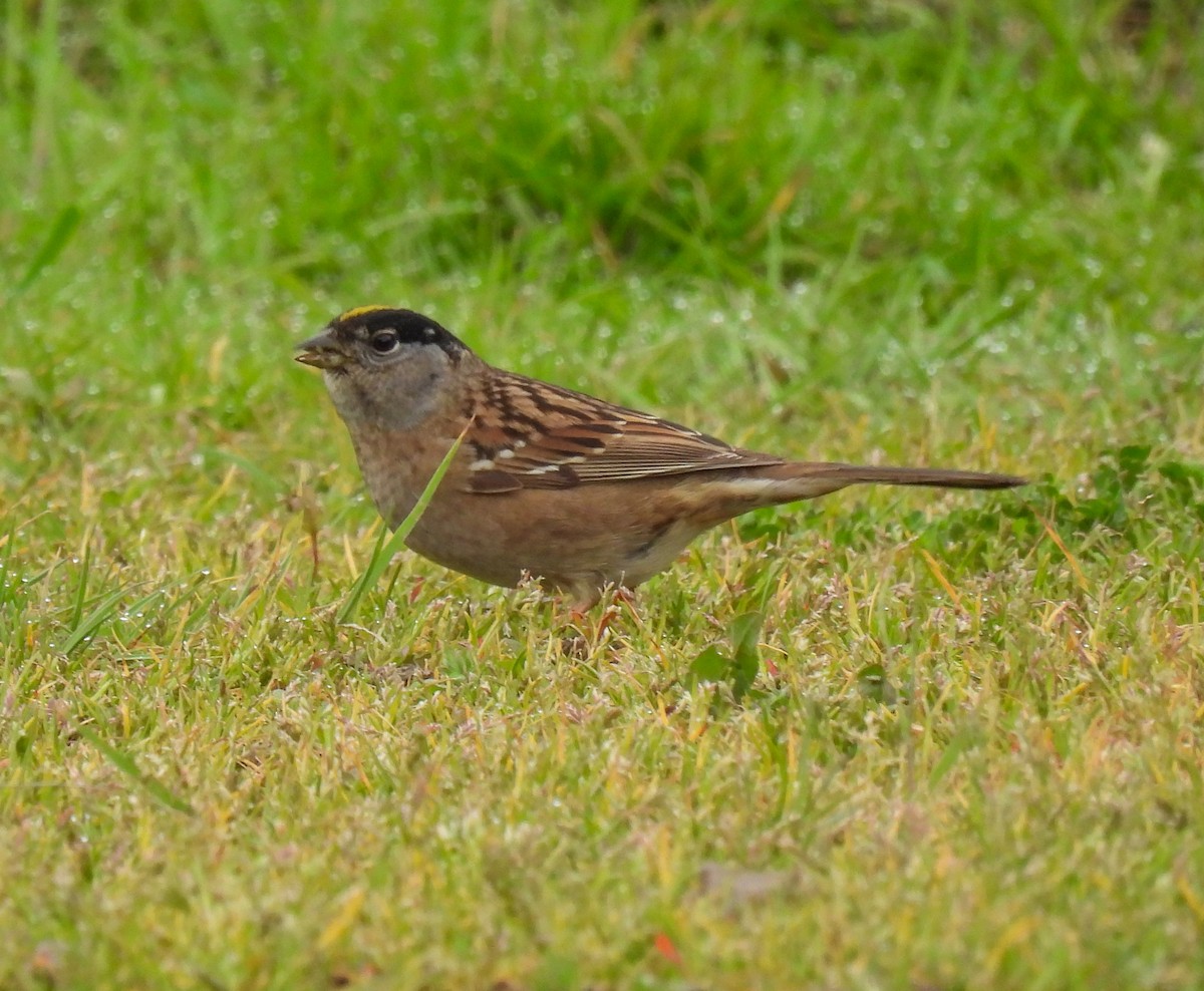 Golden-crowned Sparrow - ML618301253