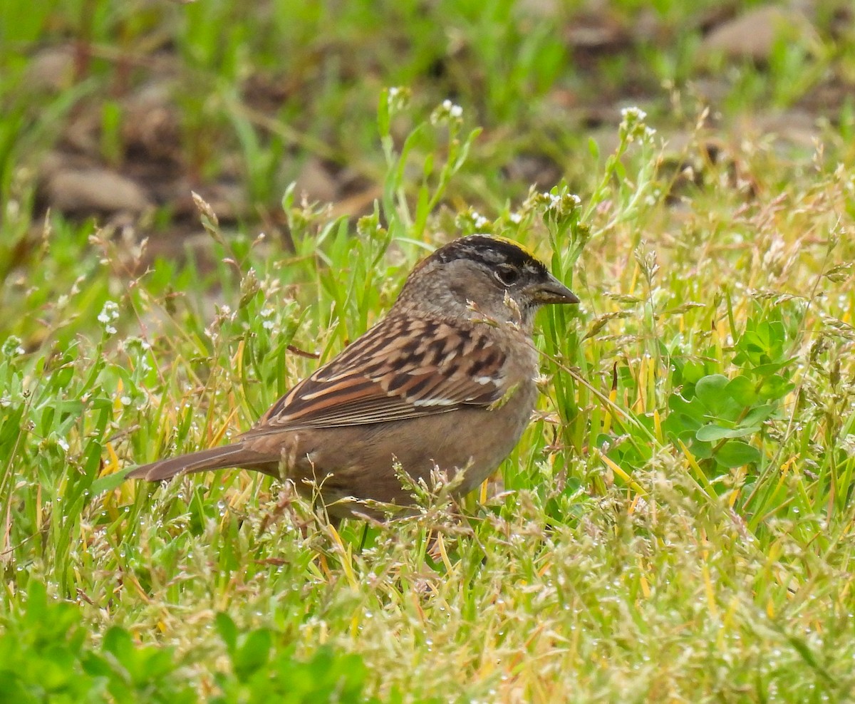 Golden-crowned Sparrow - ML618301254