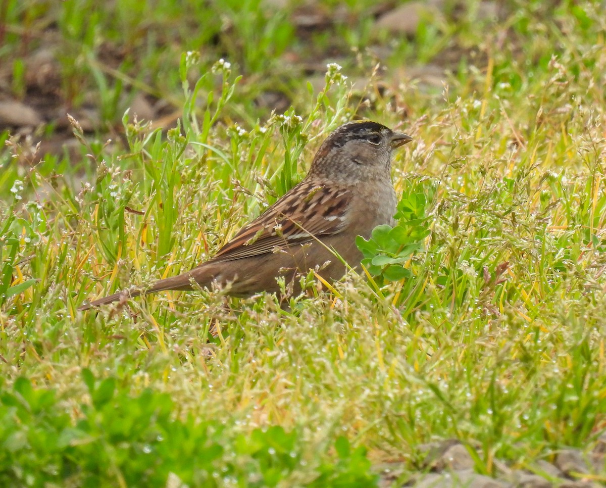 Golden-crowned Sparrow - ML618301255