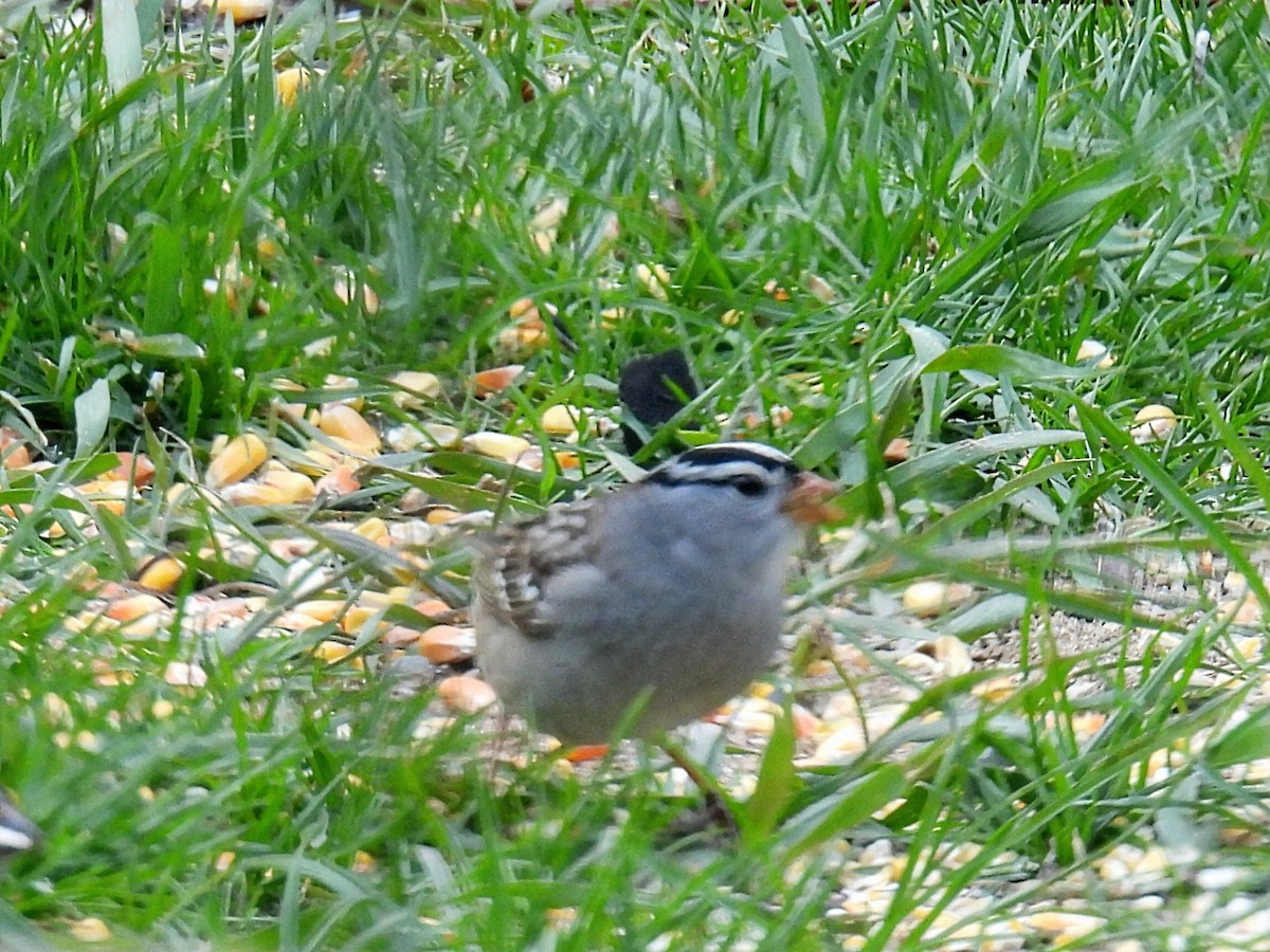White-crowned Sparrow (Gambel's) - ML618301270