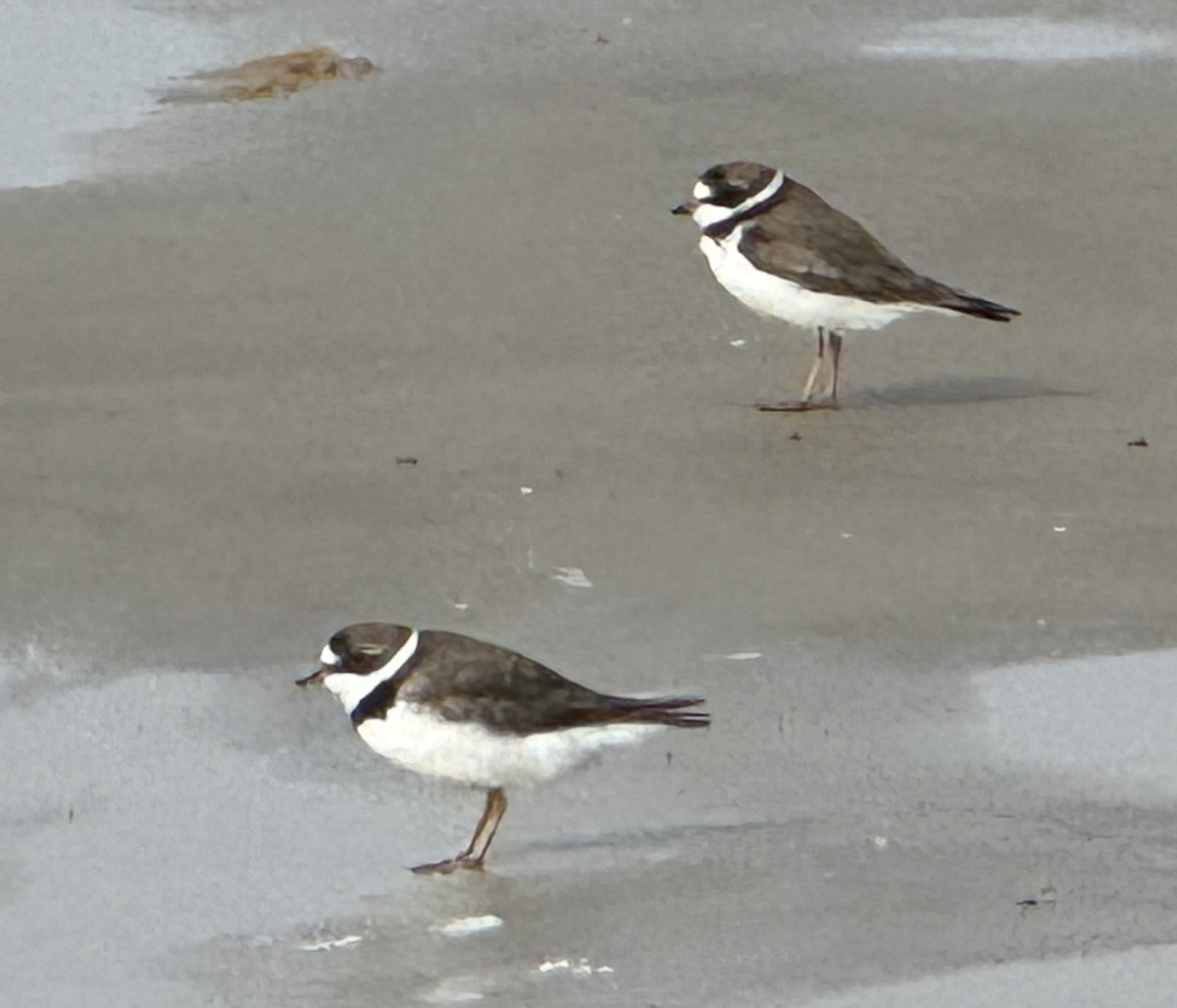 Semipalmated Plover - ML618301272