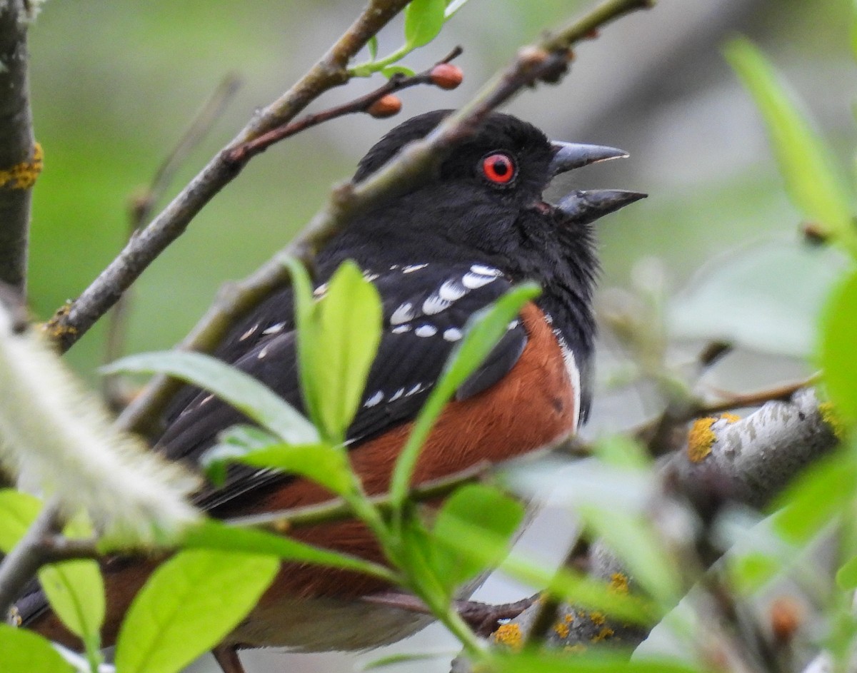 Spotted Towhee - ML618301280