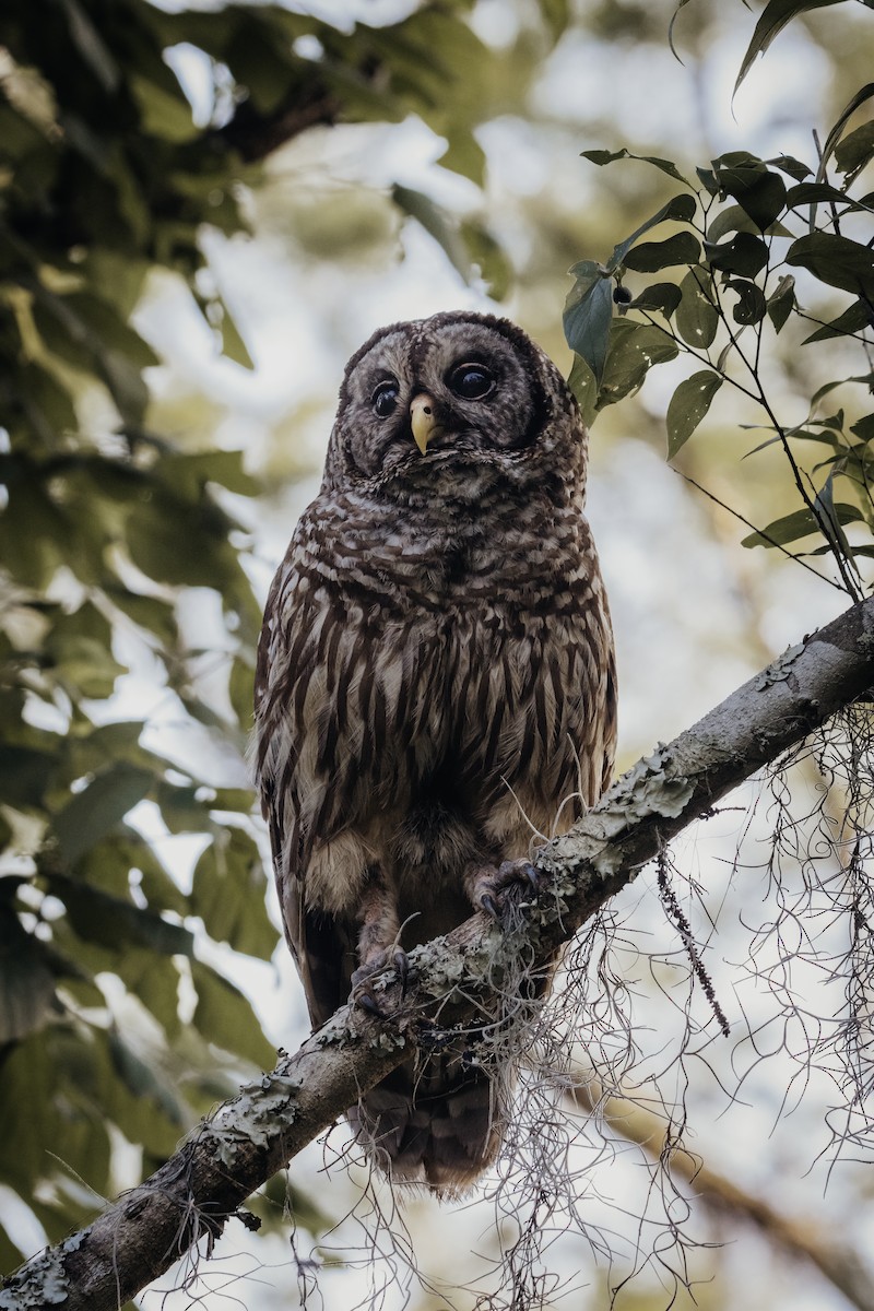 Barred Owl - ML618301302