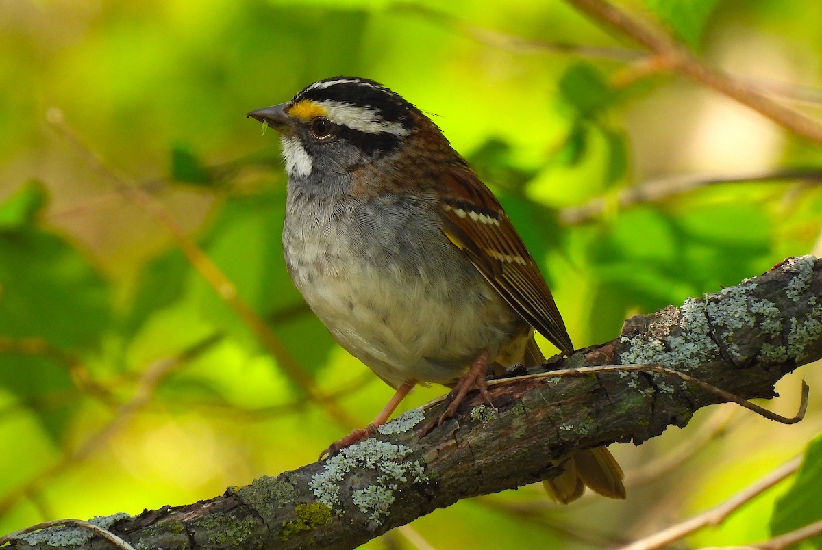 White-throated Sparrow - ML618301305