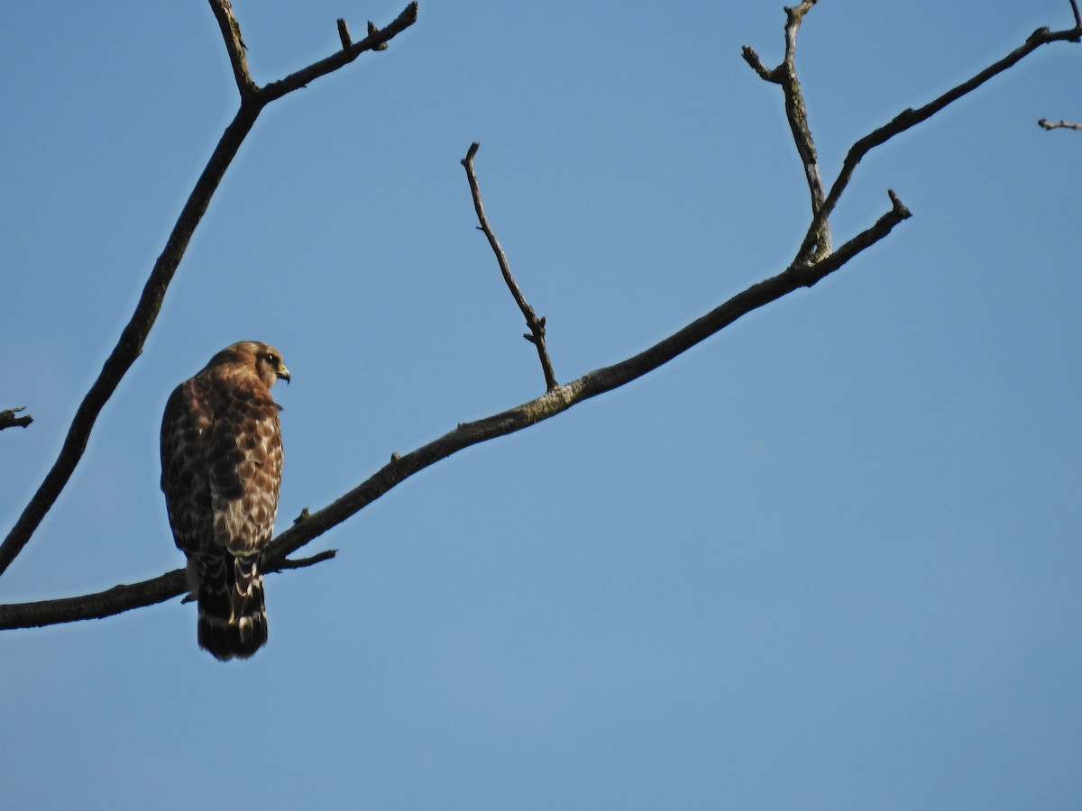 Broad-winged Hawk - Tom and/or Colleen Becker
