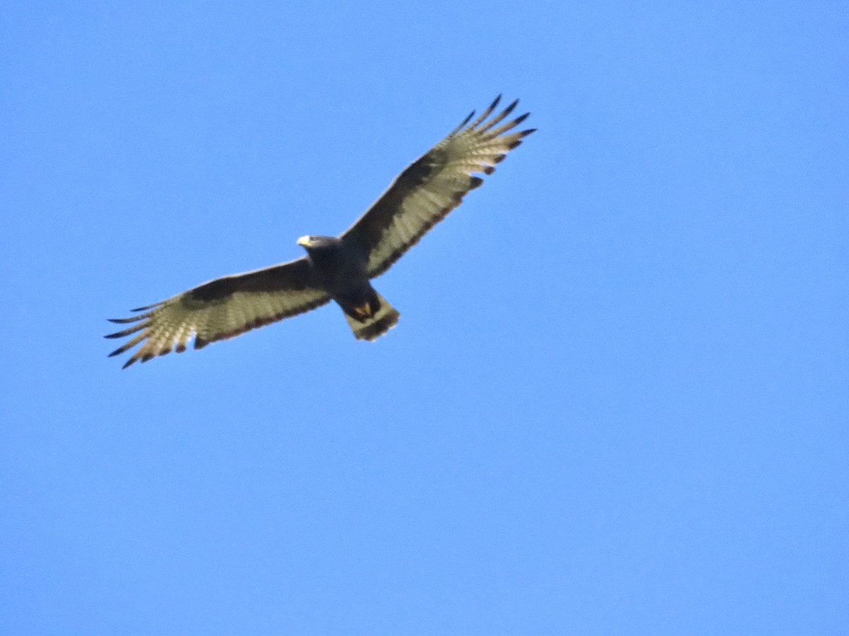 Zone-tailed Hawk - Carol Comeau