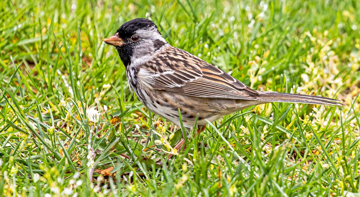 Harris's Sparrow - ML618301370