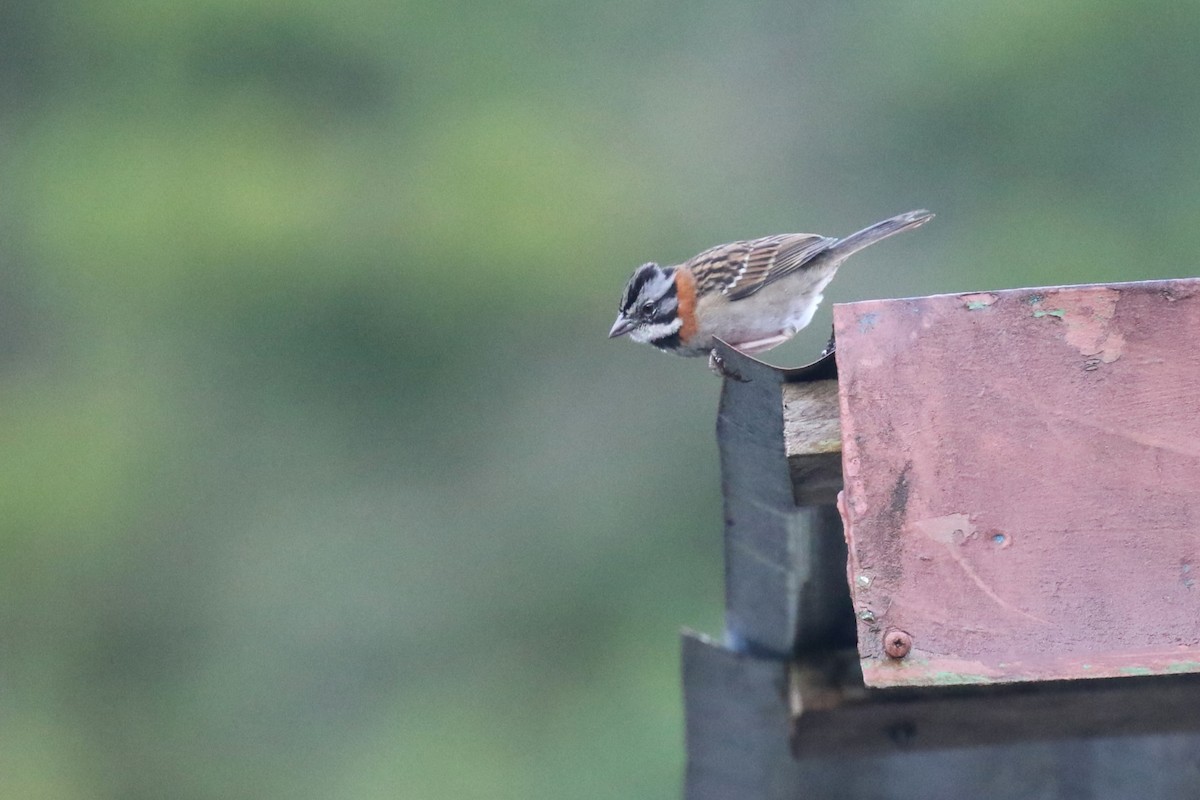 Rufous-collared Sparrow - David Rupp