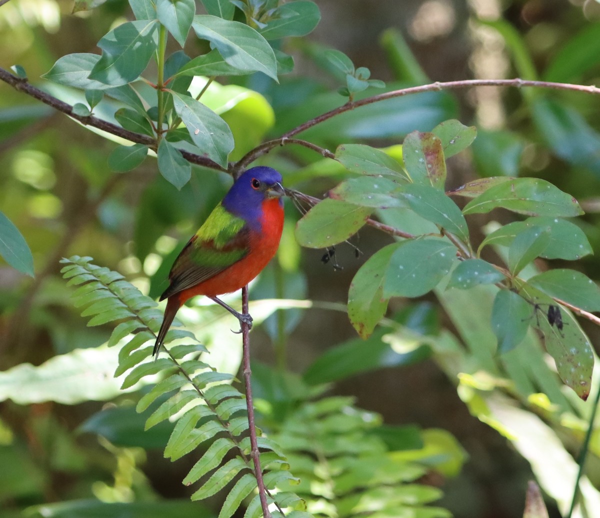 Painted Bunting - ML618301412
