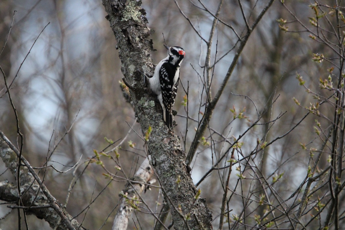 Downy Woodpecker - ML618301416