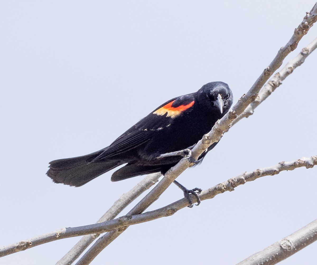 Red-winged Blackbird - ML618301449