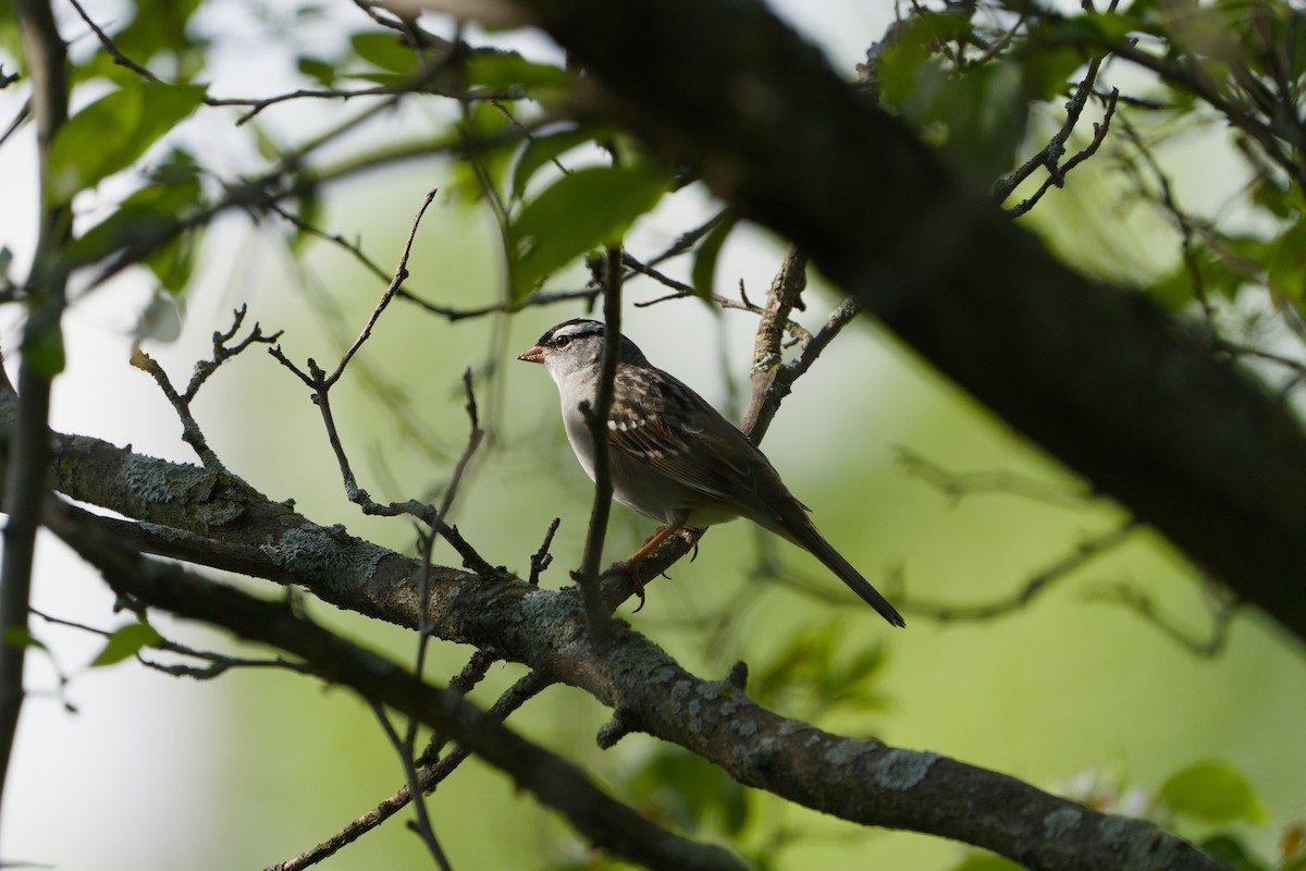White-crowned Sparrow - Avery C
