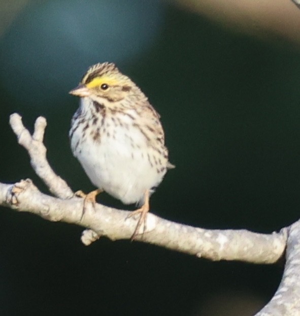 Savannah Sparrow - ML618301465