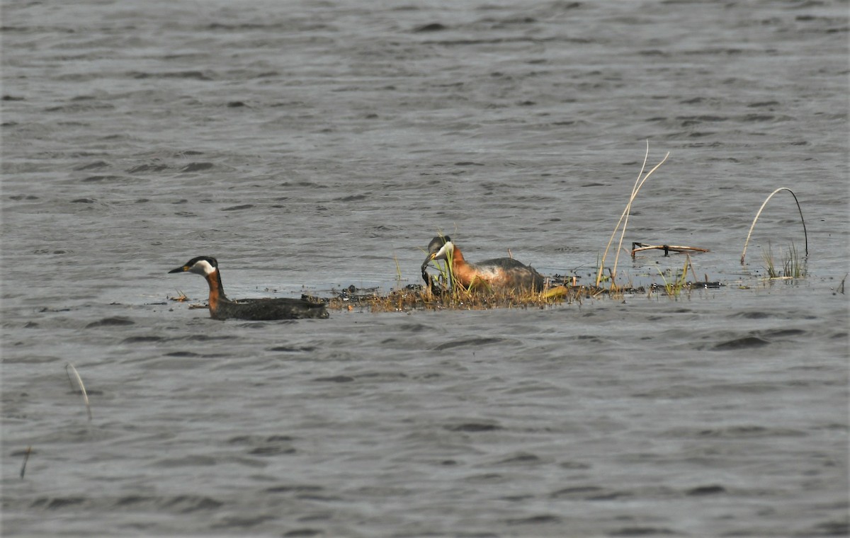 Red-necked Grebe - ML618301478