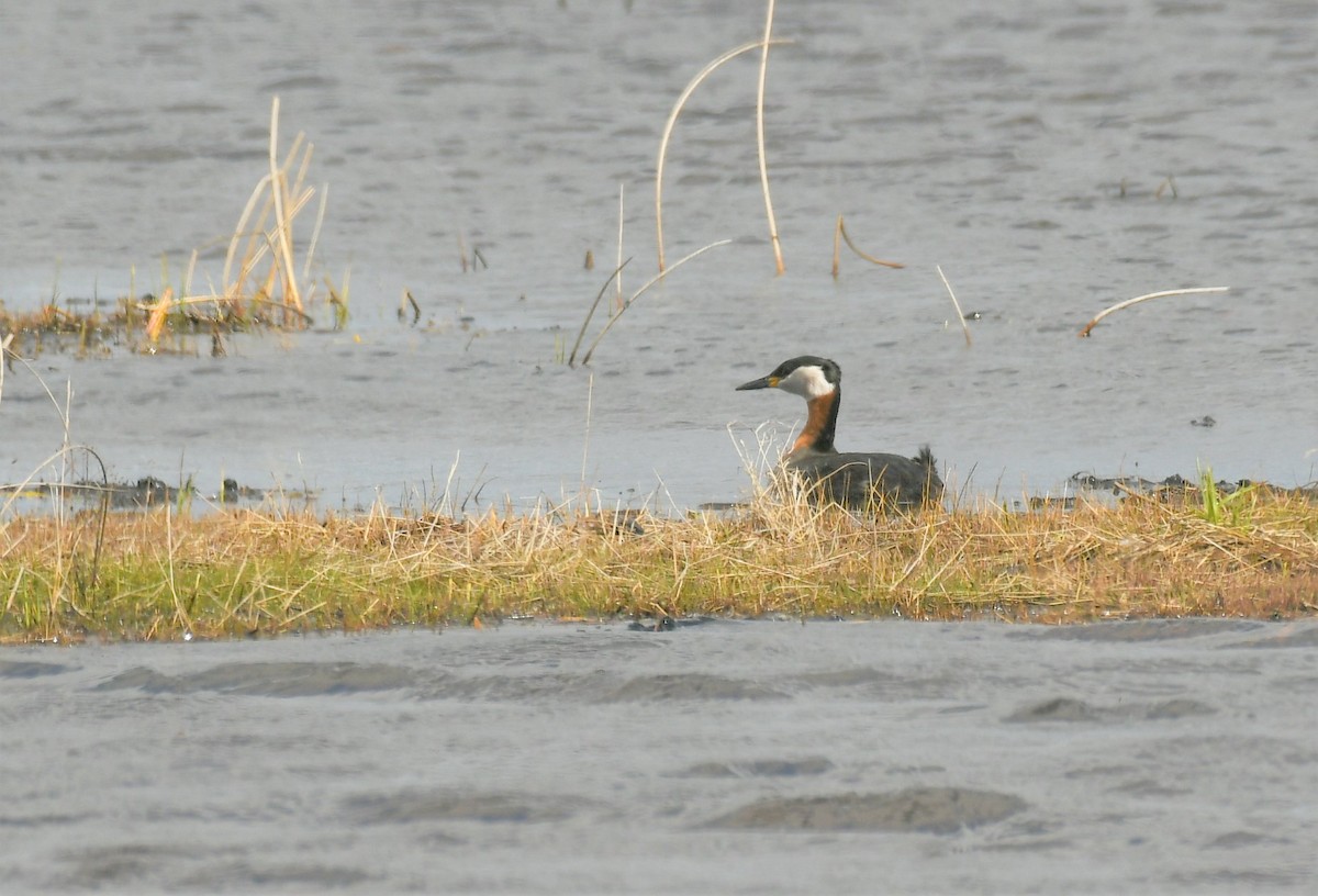 Red-necked Grebe - ML618301479