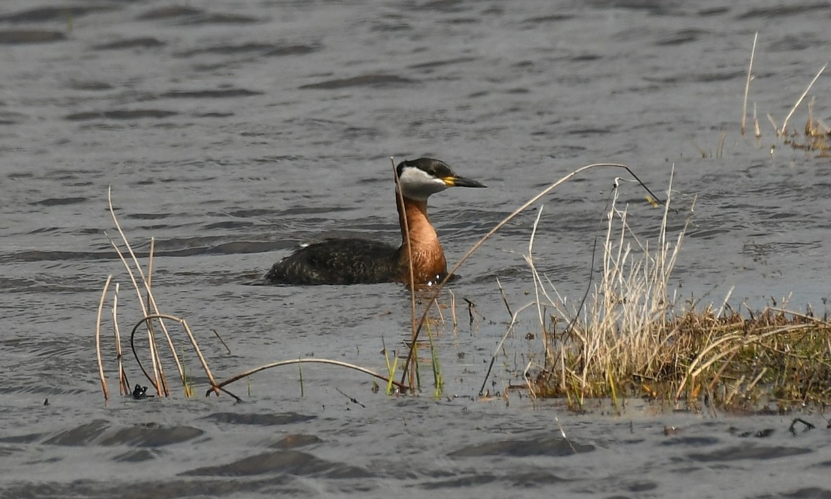 Red-necked Grebe - ML618301481