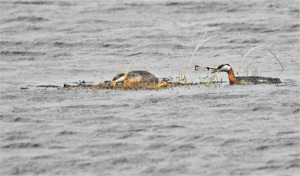 Red-necked Grebe - Marcia Suchy