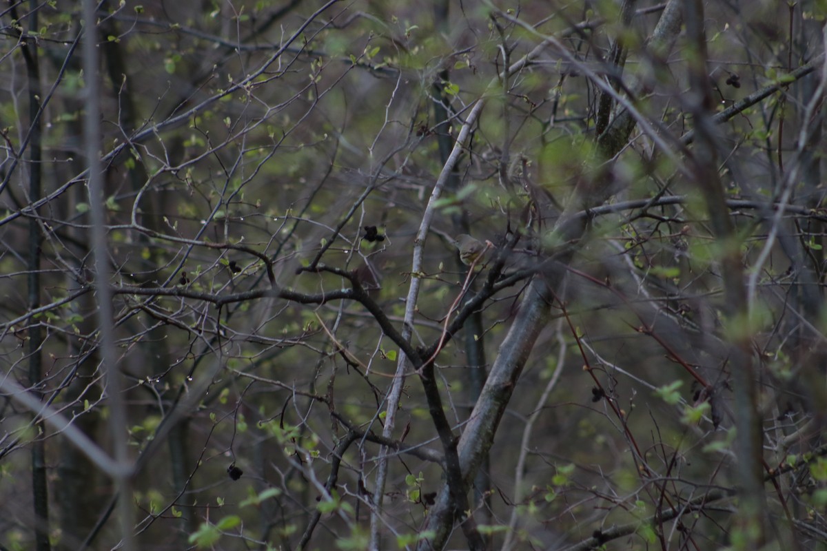Orange-crowned Warbler - ML618301485