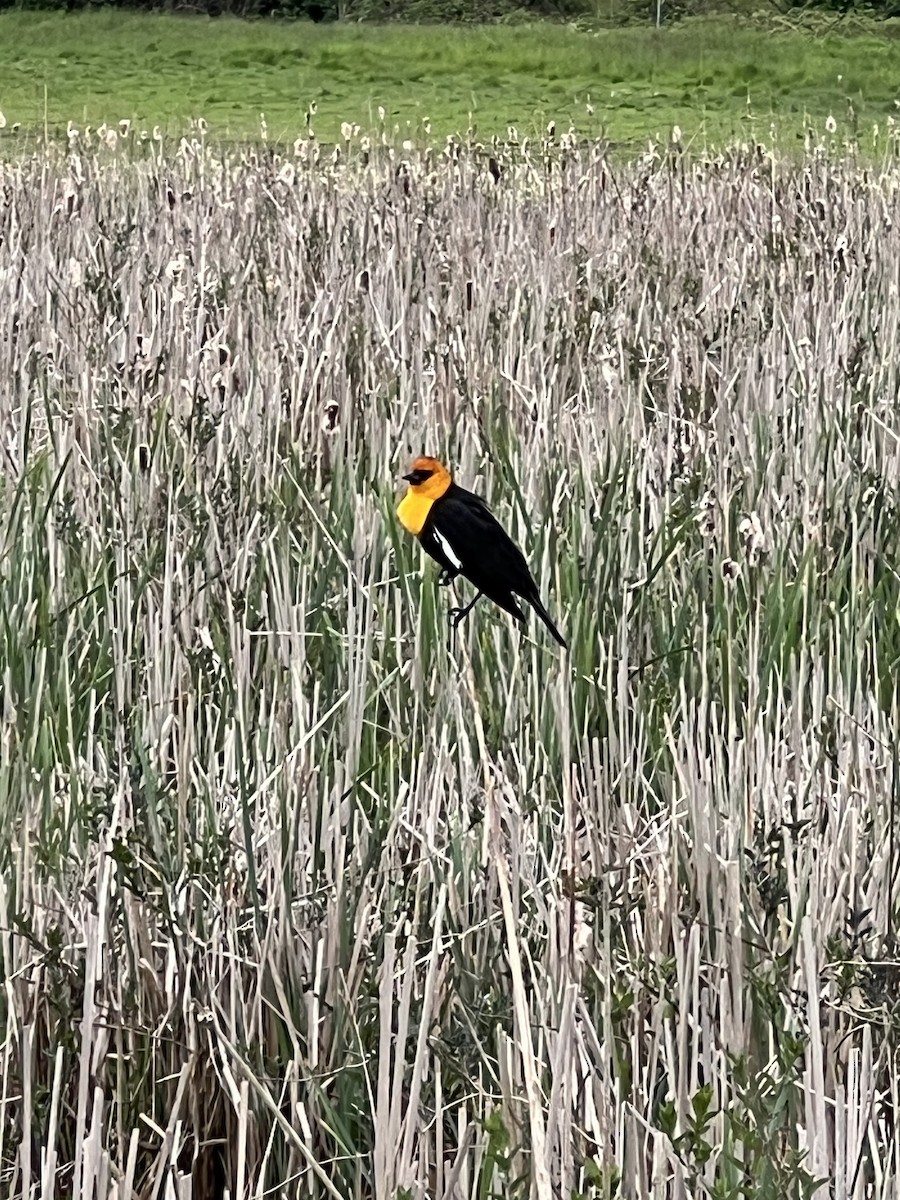Yellow-headed Blackbird - ML618301507