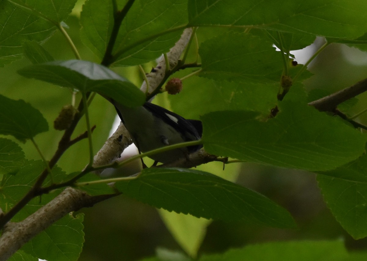 Black-throated Blue Warbler - ML618301517