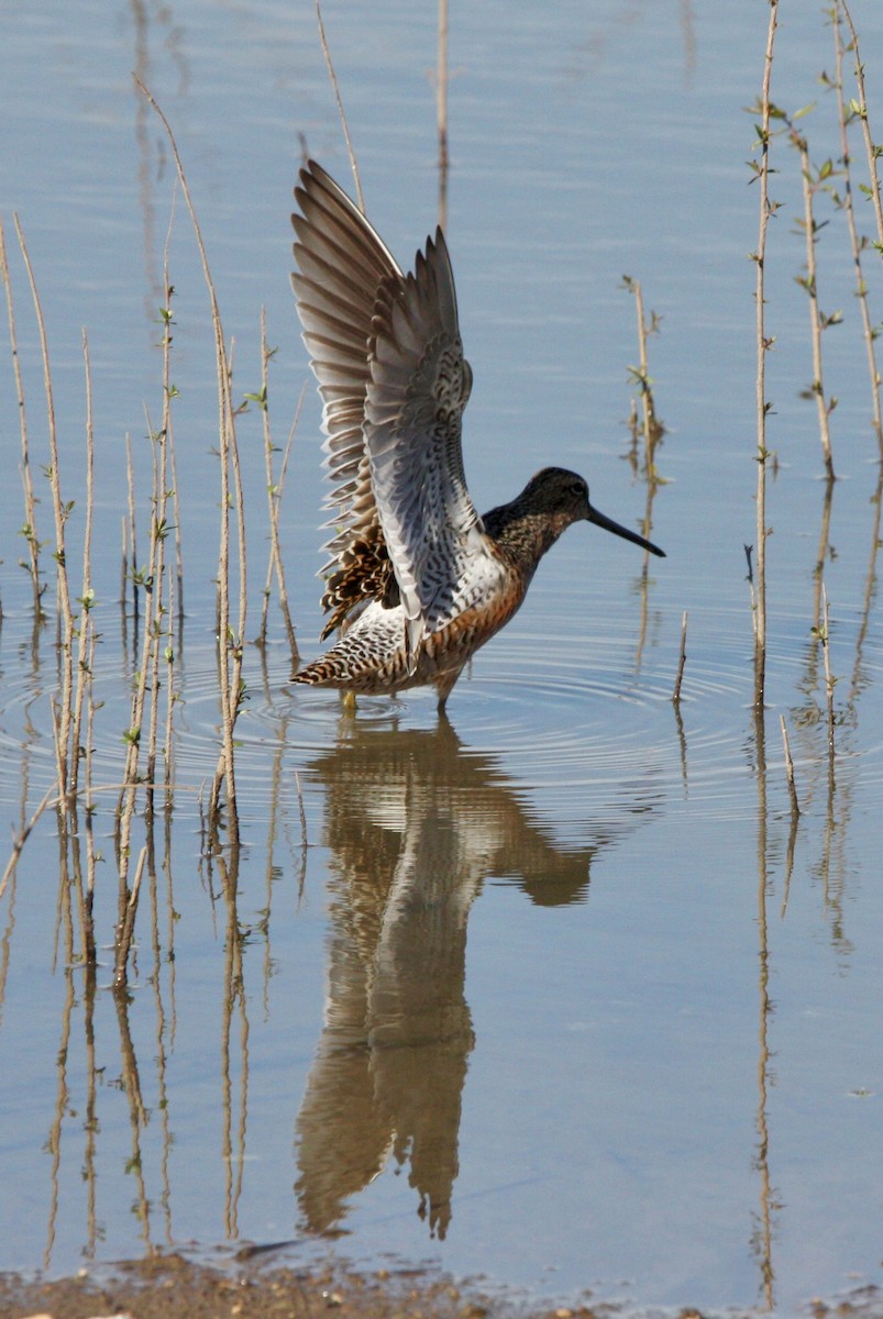 Long-billed Dowitcher - ML618301542