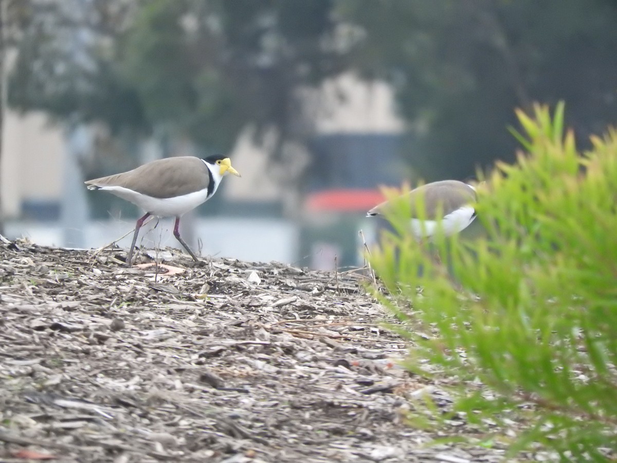Masked Lapwing (Black-shouldered) - Archer Callaway