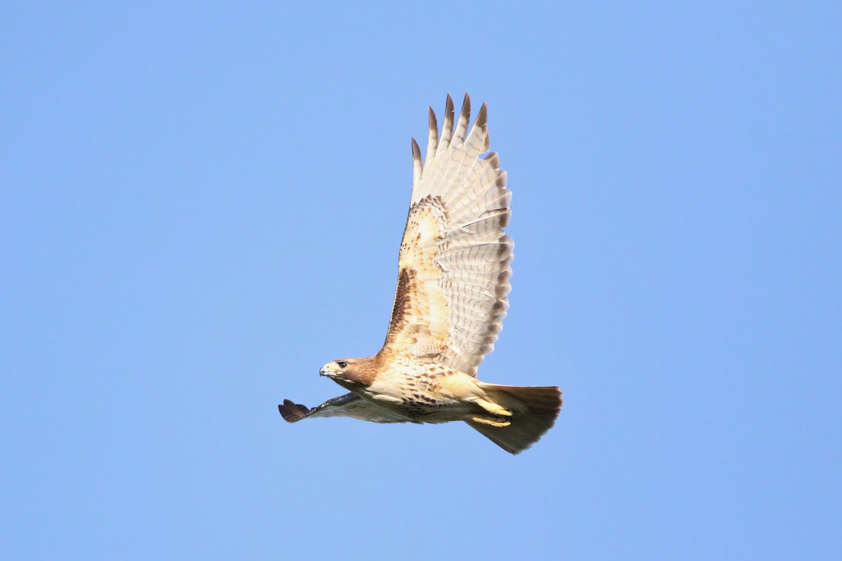 Red-tailed Hawk - ML618301557