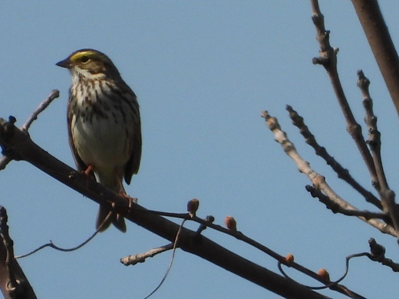 Savannah Sparrow - ML618301590