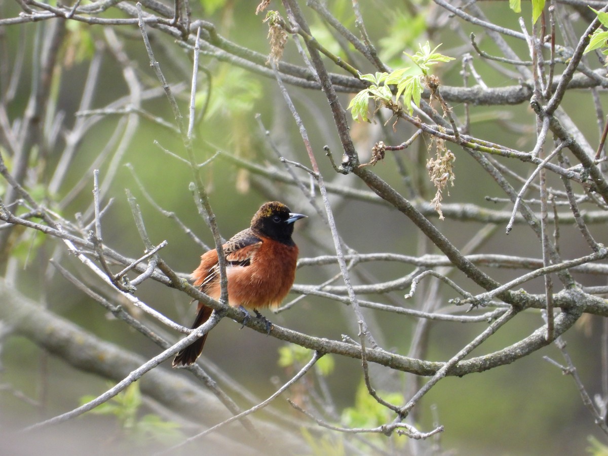 Orchard Oriole - ML618301595