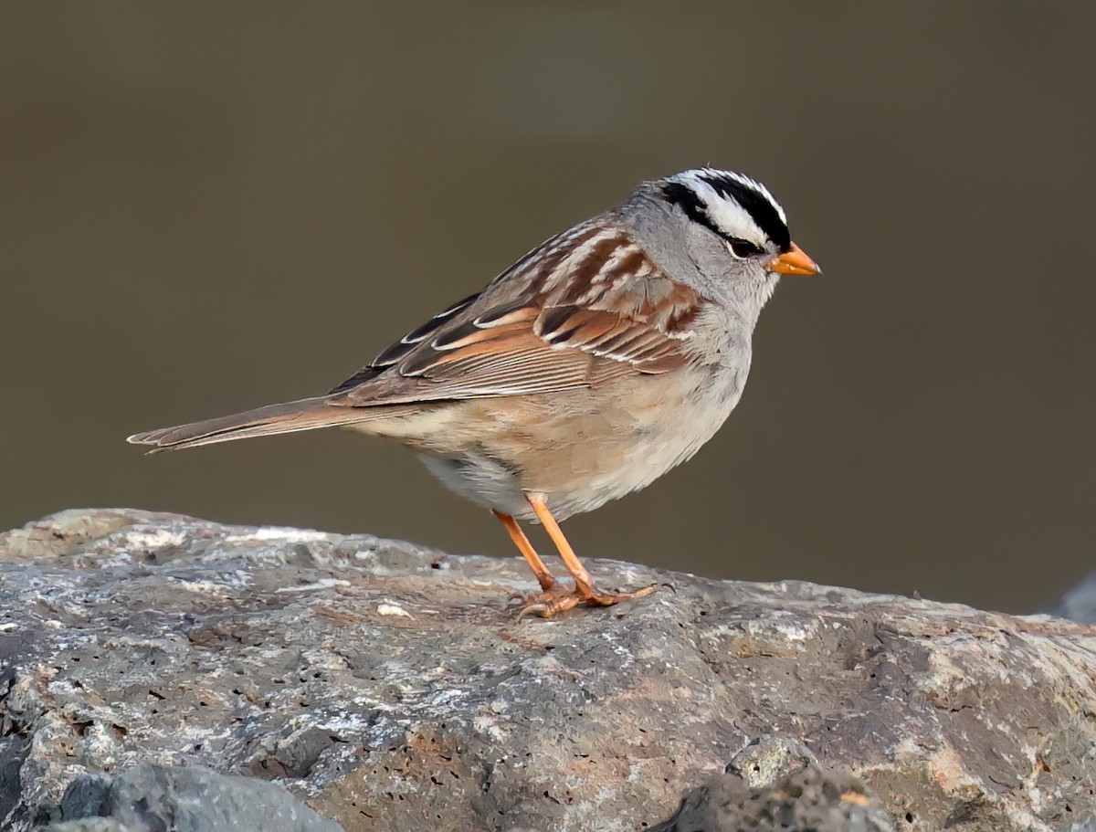 White-crowned Sparrow - ML618301599