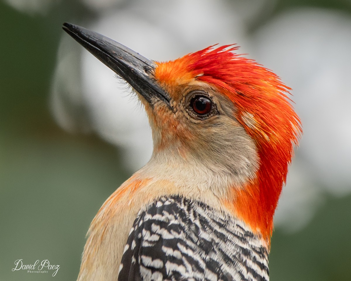 Red-bellied Woodpecker - ML618301600